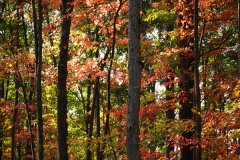 New River Gorge Preserve