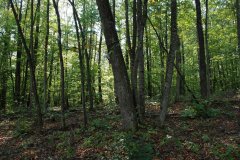 LotOneDSC_0005.jpg 