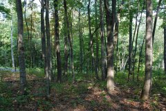 LotOneDSC_0008.jpg 