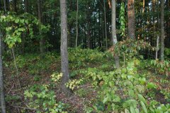 LotSixteenDSC_0096.jpg 