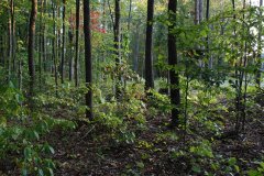 LotSixteenDSC_0098.jpg 