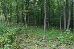 LotThirteenDSC_0055.jpg - 