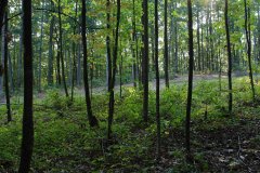 LotThirteenDSC_0059.jpg 