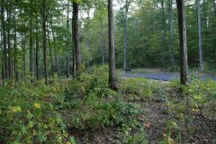 LotThirtyNineDSC_0083.jpg - 