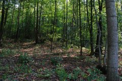 LotThreeDSC_0024.jpg - 