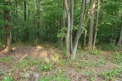 LotTwelveDSC_0068.jpg - 