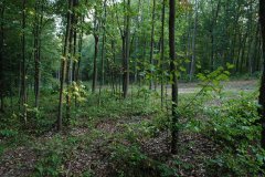 LotTwelveDSC_0069.jpg 