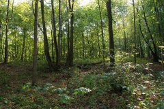 LotTwoDSC_0013.jpg - 